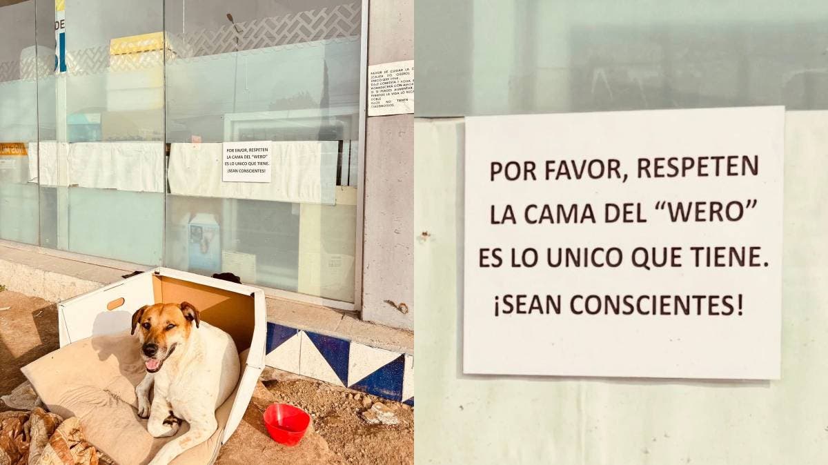 “El Wero”, el perrito que encontró un hogar en la terminal Margaritas del RUTA Puebla