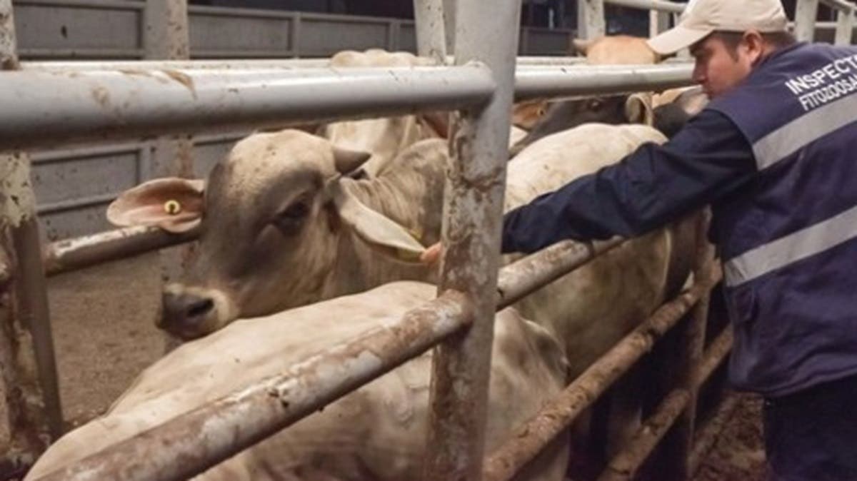 Puebla activa cerco zoosanitario ante posible brote de gusano barrenador