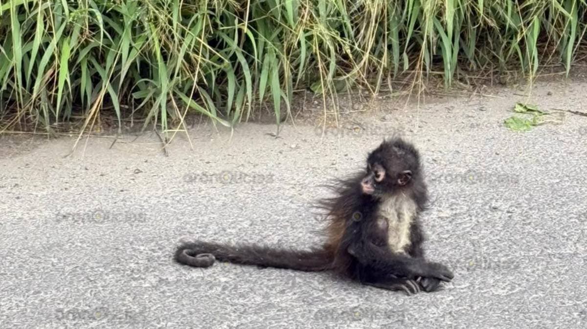 Sorpresa en Tecamachalco: un mono araña apareció deambulando en plena calle