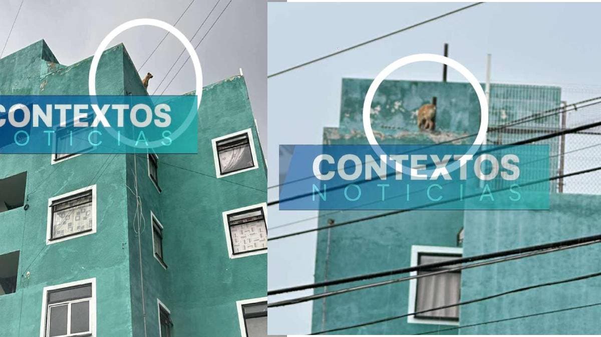 Indignación en Infonavit Puebla: perro dejado bajo la lluvia en el techo de un edificio