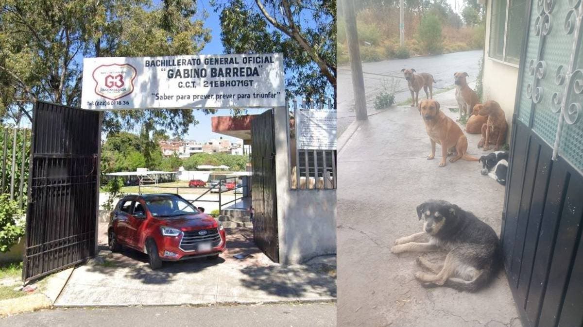Indignación en Puebla: Directora de bachillerato busca desaparecer a perros comunitarios en Vicente Guerrero