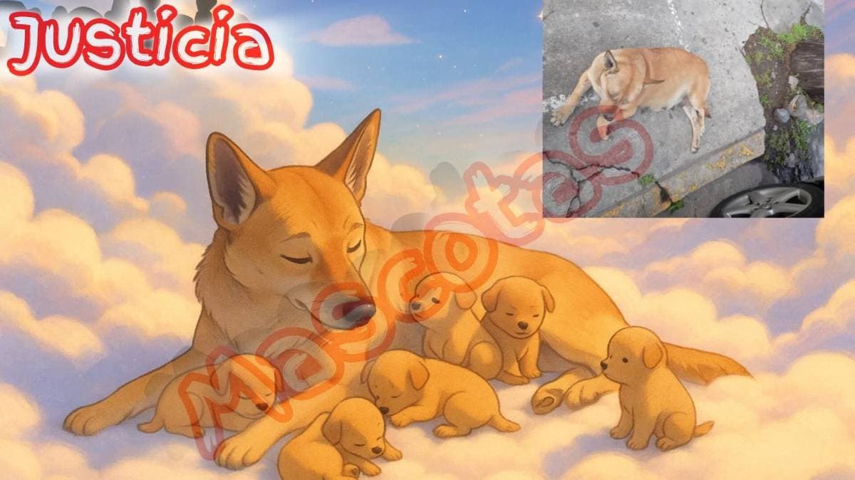 Galerías Toluca: el lugar “pet friendly” que mató a una perrita embarazada