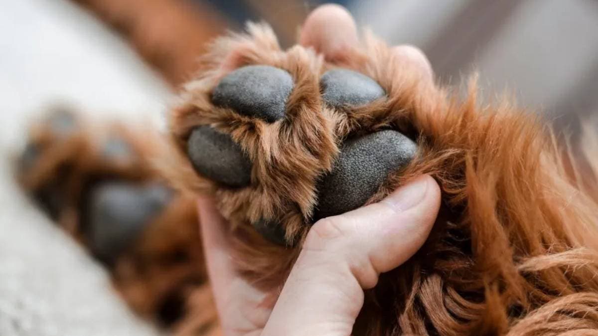 Fiscalía investiga hallazgo de perro torturado en salón de clases en Puebla