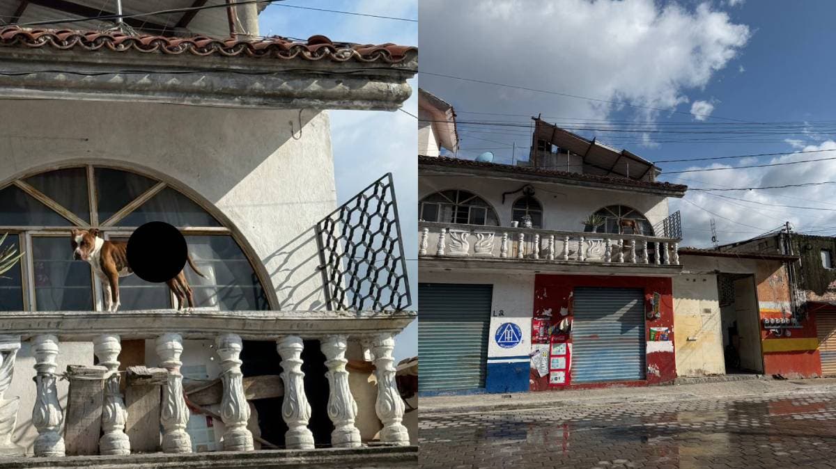 Pitbull desnutrido sobre techo en Atlixco, frente a Bienestar Animal: ¡Indignante!