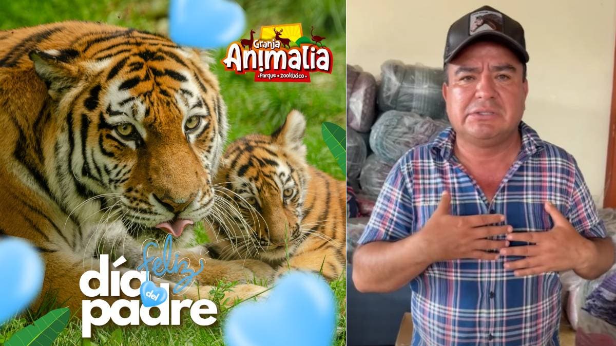 Alerta en Xicotepec: buscan a tigre que habría escapado tras las inundaciones; autoridades despliegan operativo con drones