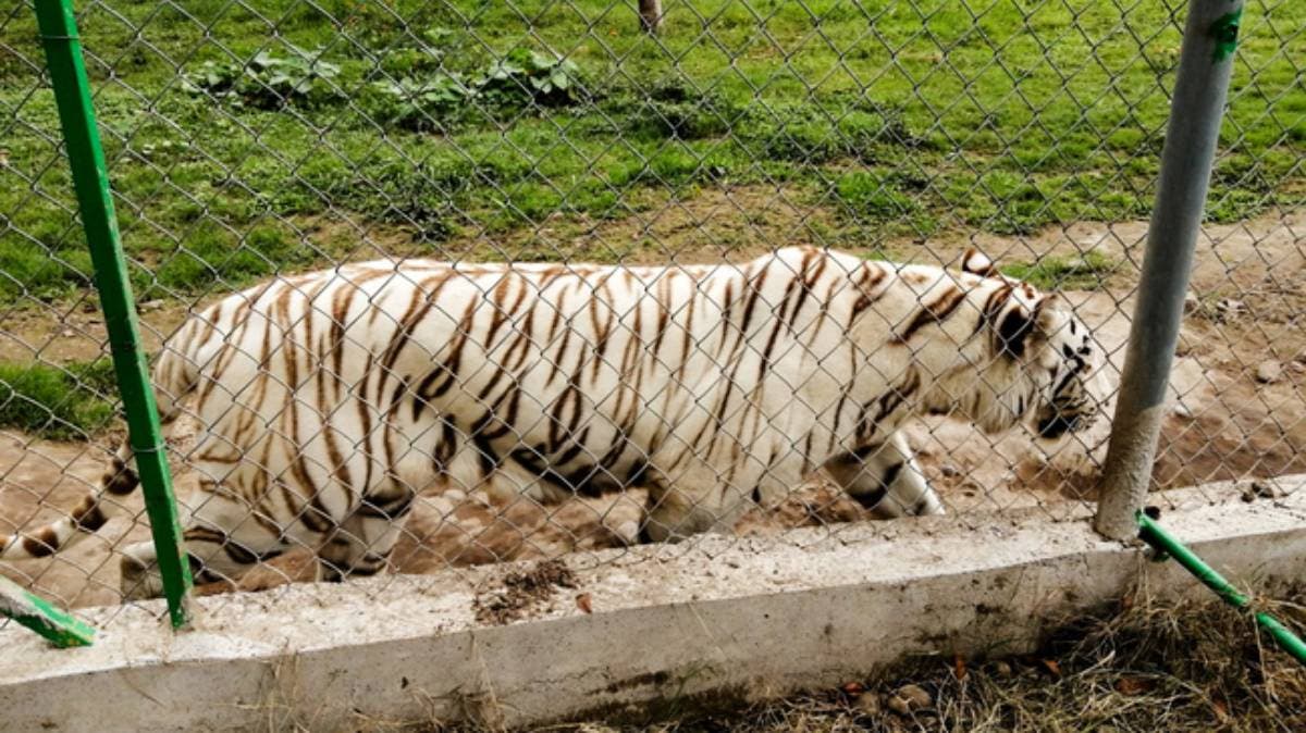 Parque Animalia en Puebla bajo investigación tras muerte de tigre por inundaciones