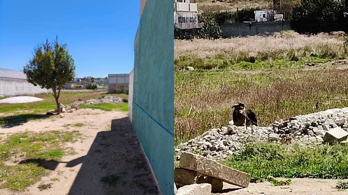 🐾 Indignación en Libres, Puebla: denuncian maltrato a un perrito amarrado bajo el sol y la lluvia