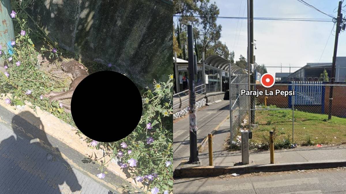 Internautas alertan sobre perrito en estado crítico en Puebla