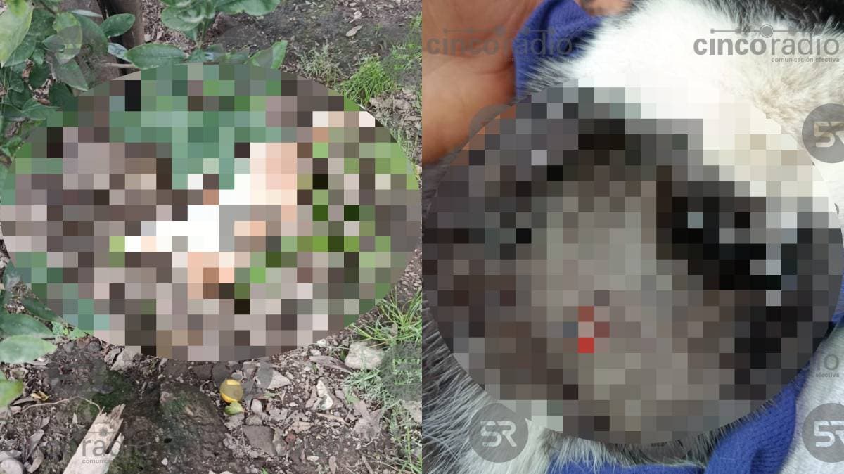 Indignación en Santa María Moyotzingo: denuncian ataque armado contra varios gatos en San Martín Texmelucan