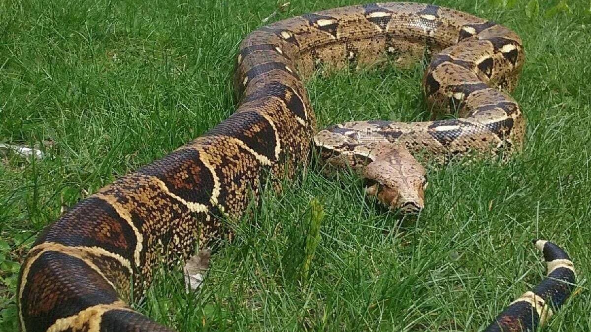Tras las lluvias, matan a una boa gigante en la Sierra Norte de Puebla; miedo y desinformación acaban con especie clave del ecosistema
