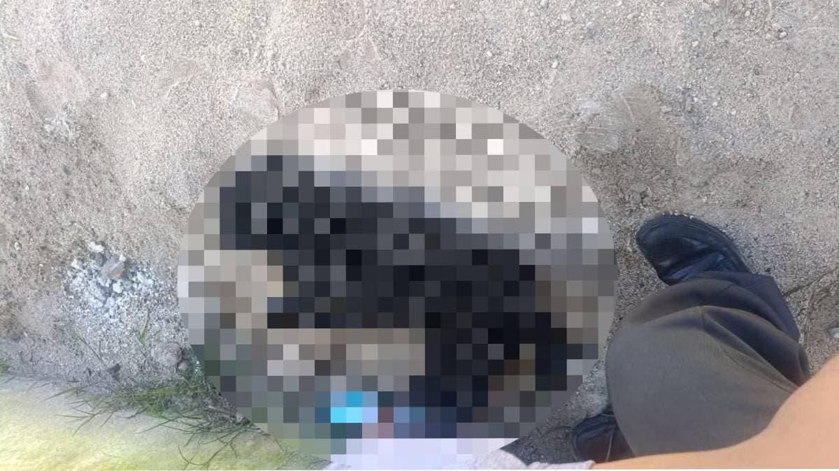 Vecinos denuncian cruel envenenamiento de perros en El Moral, Texmelucan; exigen justicia y acción inmediata