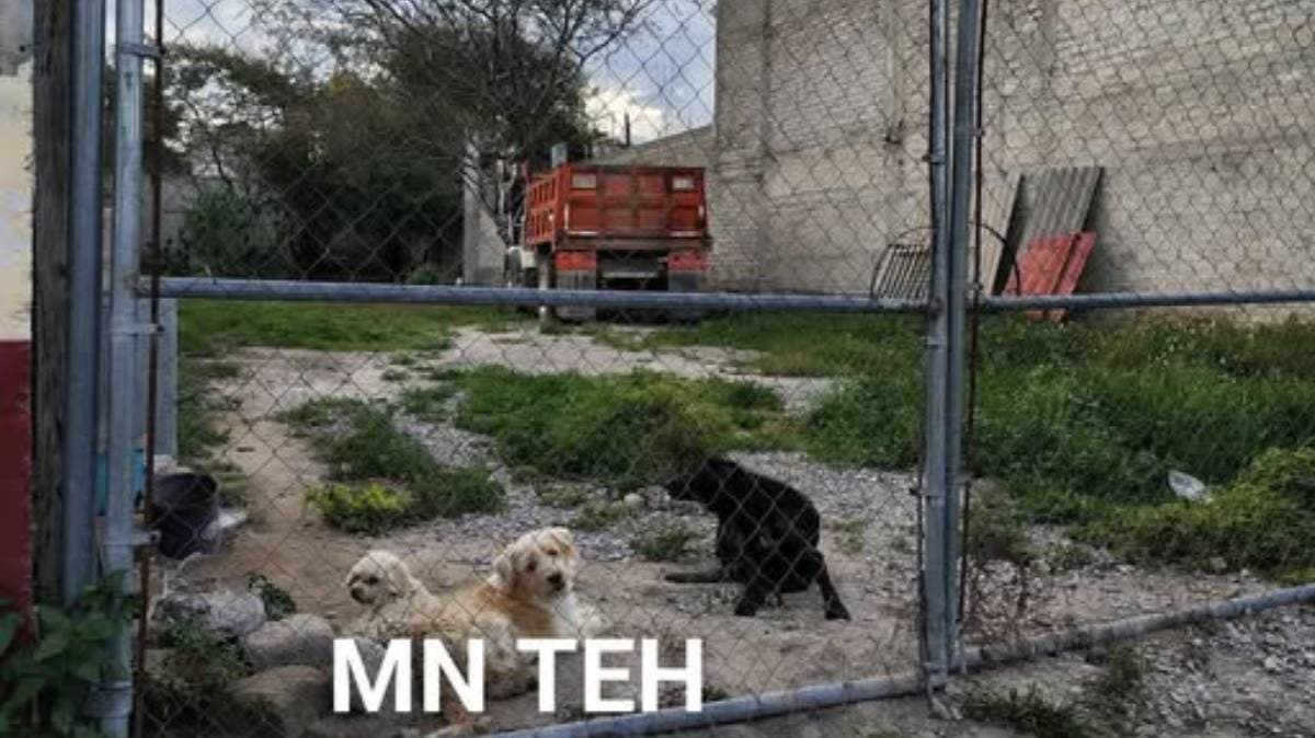 Vecinos de Tehuacán denuncian el abandono de tres perros usados para “cuidar” un terreno en la colonia La Paz
