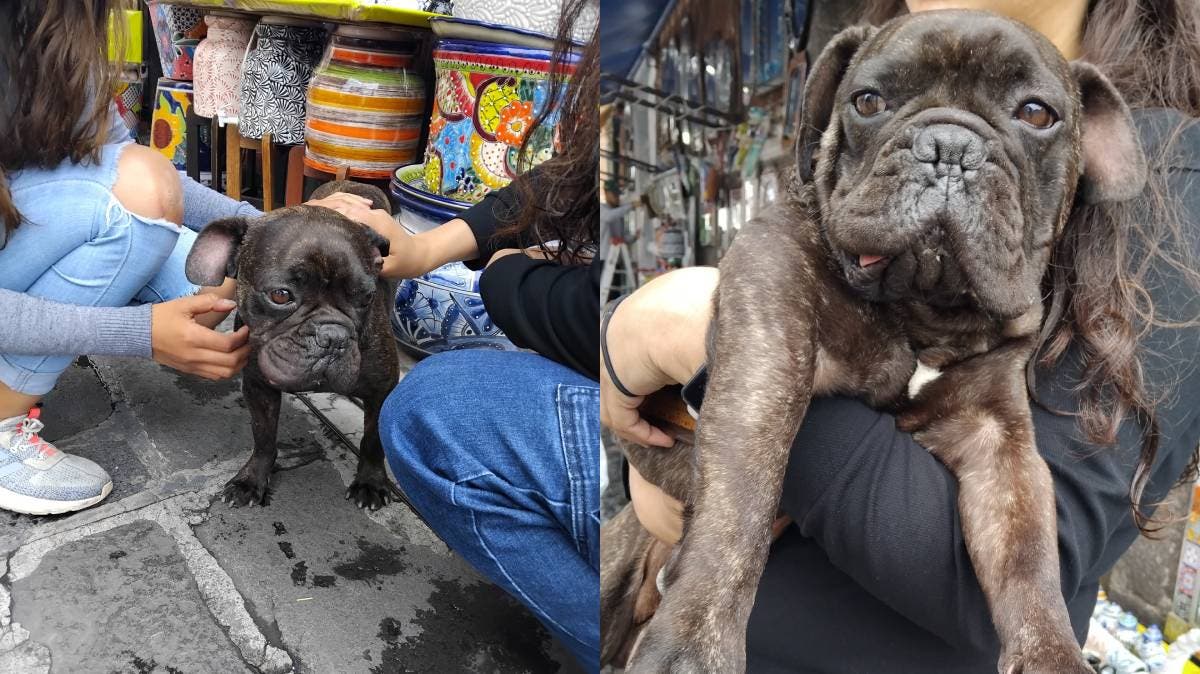 Perrito perdido en el Centro Histórico de Puebla: vecinos piden ayuda para encontrar a su familia
