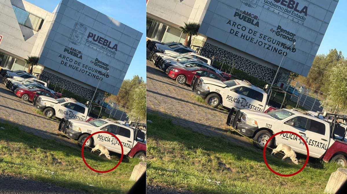 Policías del Arco de Seguridad de Huejotzingo amarran a perro sin agua ni comida a una patrulla; exigen intervención del IBA Puebla