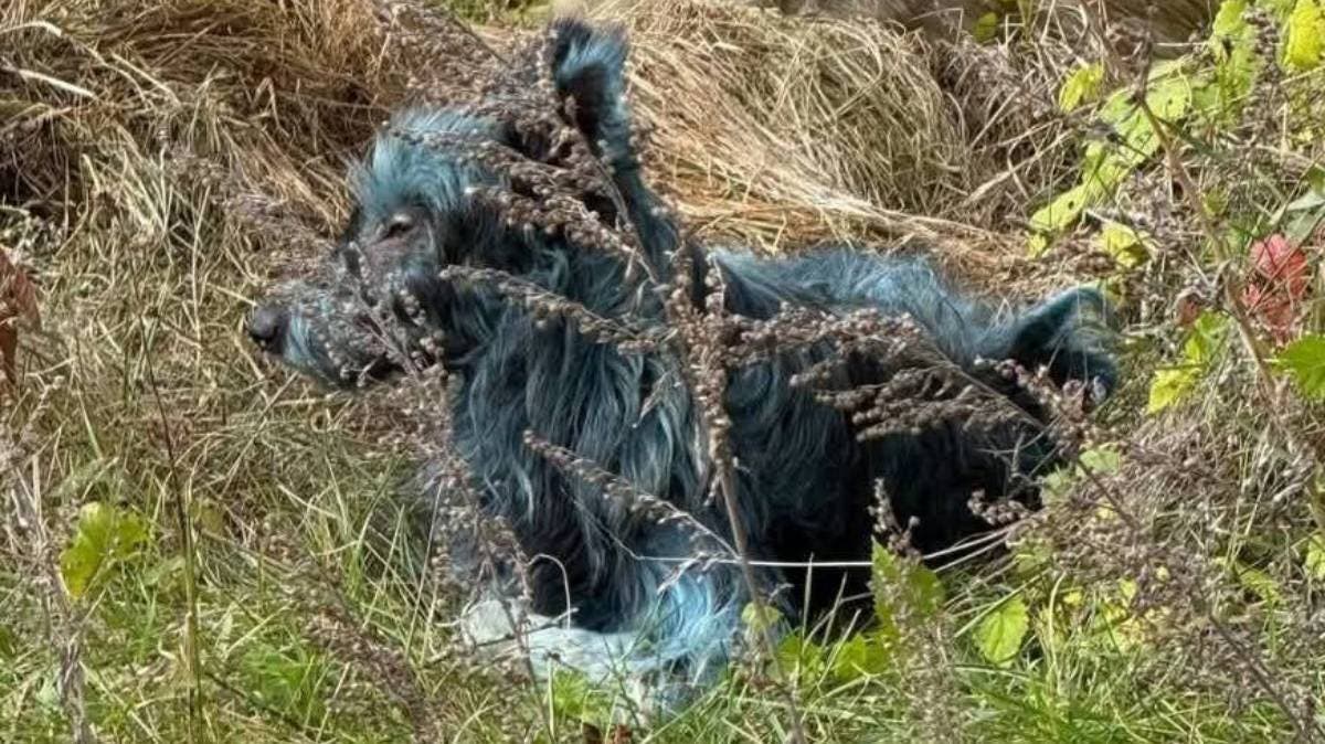 Misterio en Chernóbil: aparecen perros con pelaje azul en la zona de exclusión del desastre nuclear