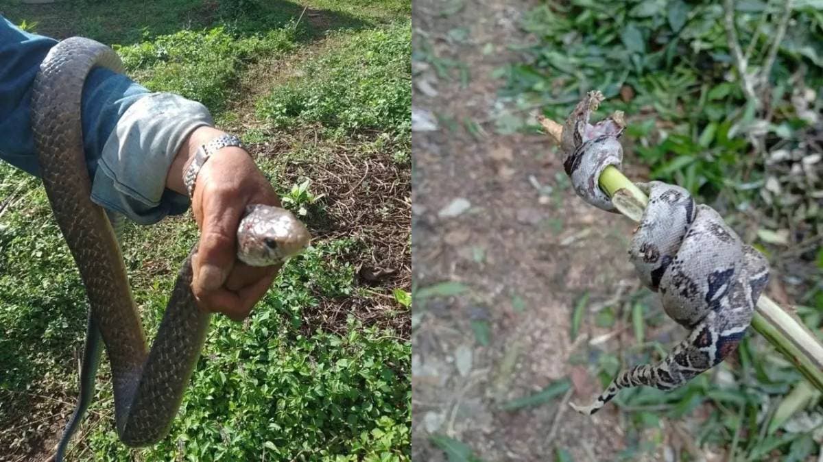 ¿Jumanji en Puebla? Serpientes gigantes invaden la Sierra Norte