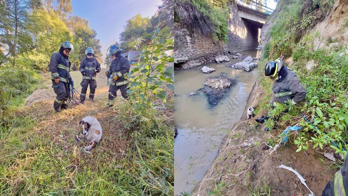 Heroico rescate en Puebla: bomberos salvan a perro que cayó a una barranca en El Porvenir