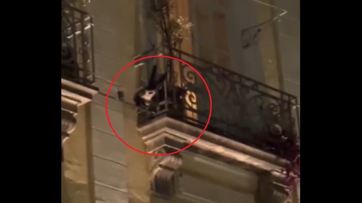 VIDEO Puebla surrealista: un mono araña pasea por el Zócalo y nadie sabe de dónde salió