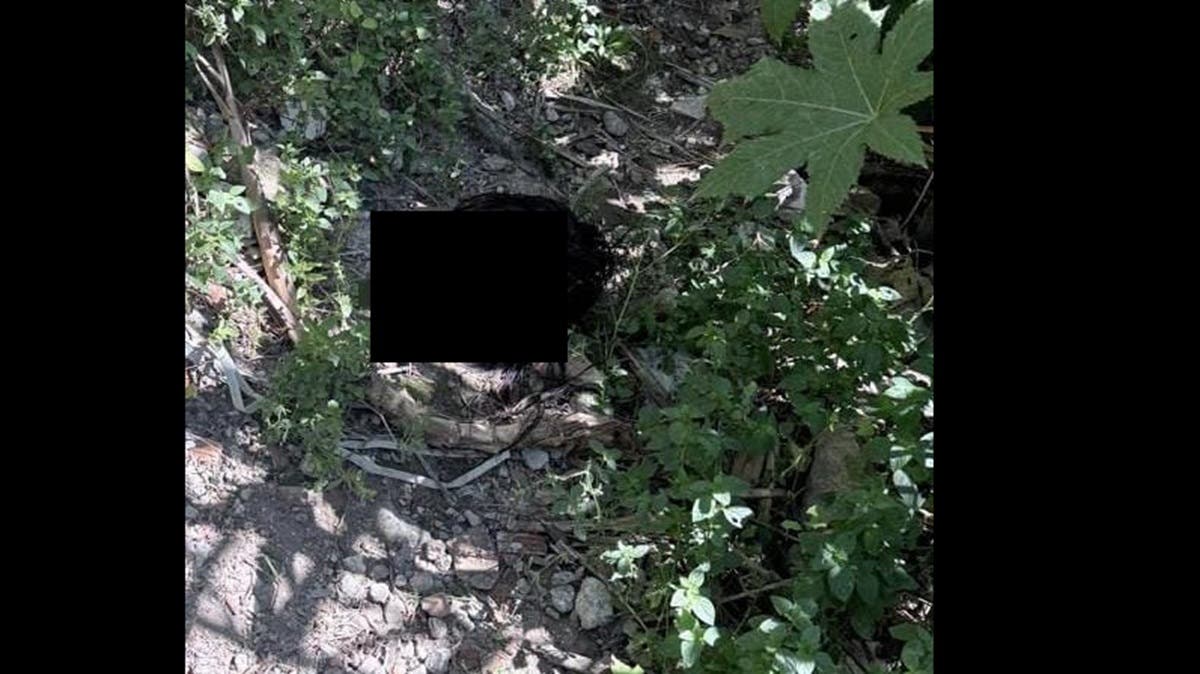 Horror sin nombre en Puebla: hallan cabeza humana devorada por perros en La Resurrección, no ha sido indentificada