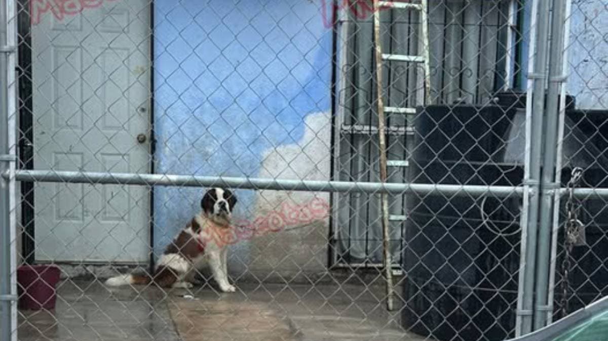 Vecinos de Puebla denuncian maltrato a un perrito San Bernardo: “Pasa día y noche amarrado bajo el sol y la lluvia”