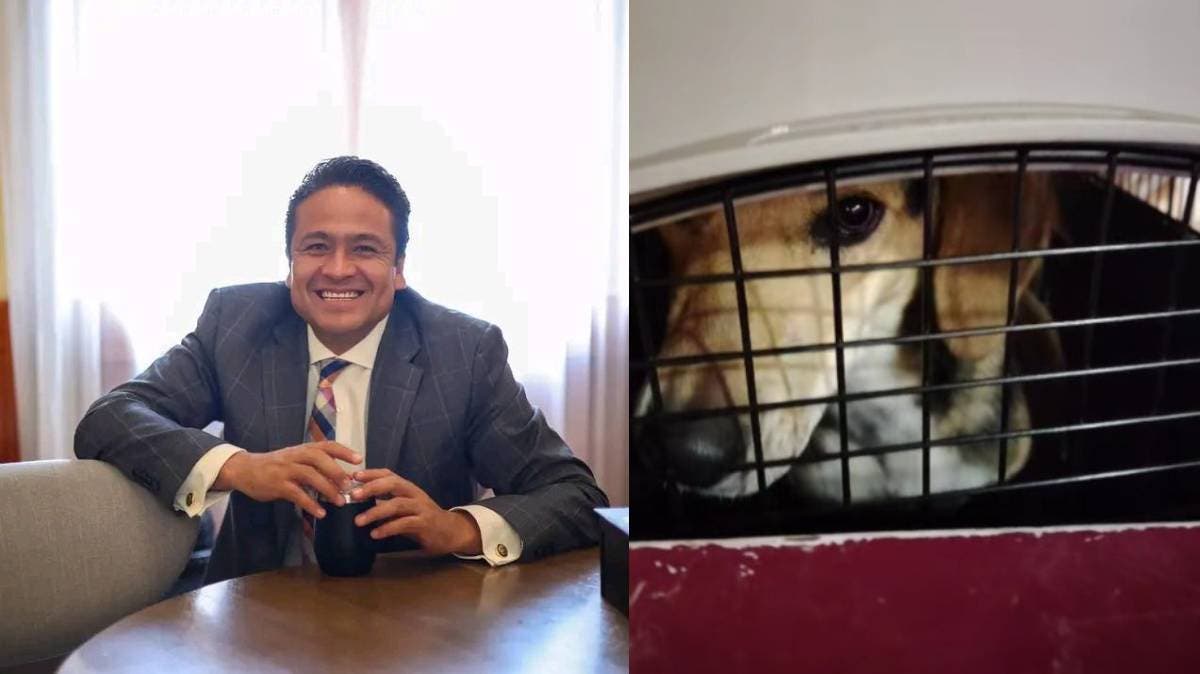 Alcalde desaparece perros comunitarios en Chignahuapan; Bienestar Animal Puebla presenta denuncia penal