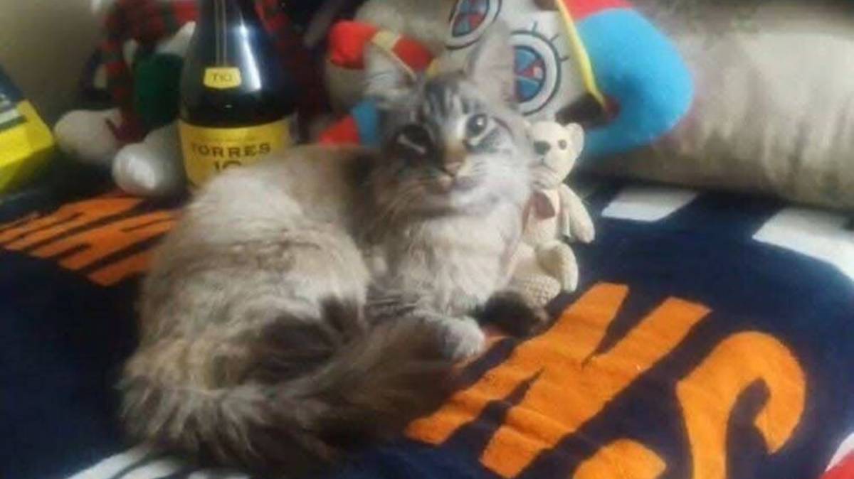 Zafiro, el famoso “gato cobrador” de Puebla, se retira de “Los Morados” tras reencuentro con su dueño