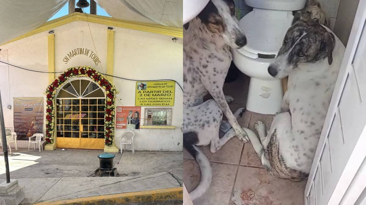 Dos perritos mueren por pirotecnia en Puebla; Fundación Mestizos Sin Fronteras pide poner fin a esta tradición que causa dolor