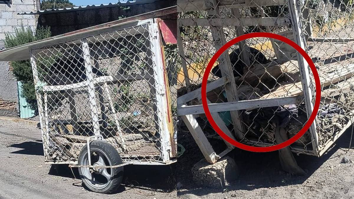 Vecinos exhiben maltrato: perrita encerrada en jaula bajo el frío en Atlixco, Puebla