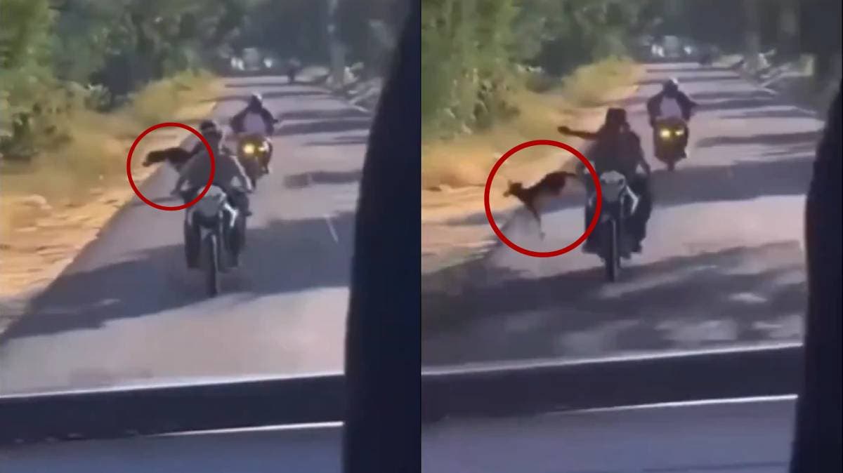 Indignación en Puebla: jóvenes lanzan a perro desde motocicleta y se burlan en video