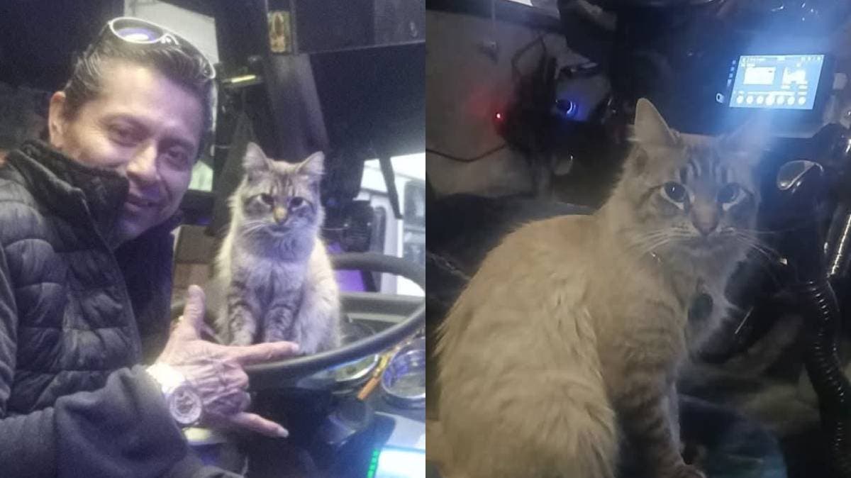 Desaparece “Zafiro”, el gatito cobrador de la ruta Los Morados en Puebla: su dueño pide ayuda para encontrarlo