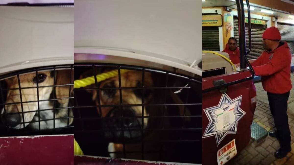 Fundación acusa al Ayuntamiento de Chignahuapan de retirar perros y llevarlos al basurero