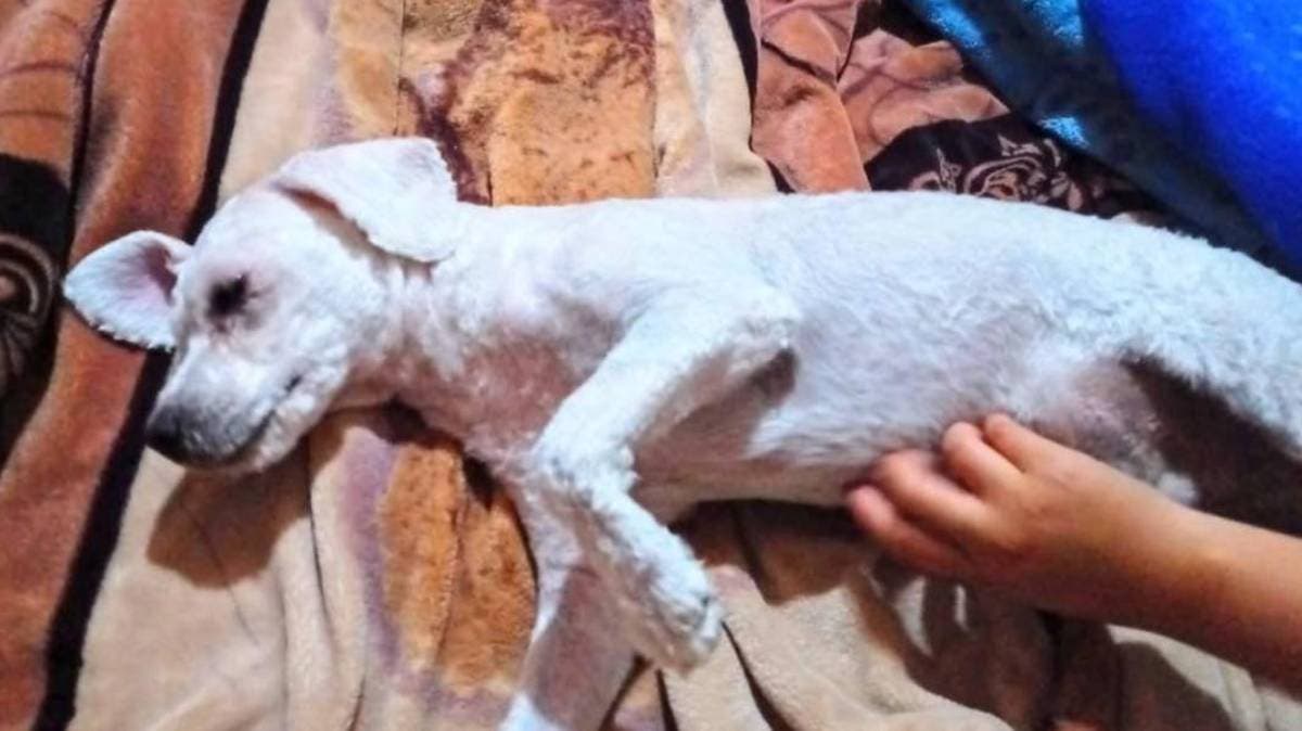 Exigen respuestas en Teziutlán: denuncian a veterinario por no entregar a un cachorro tras un servicio estético