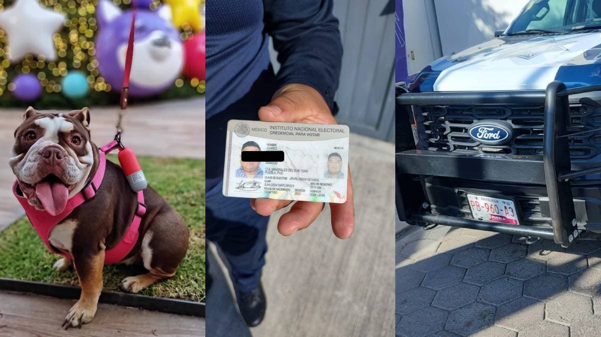 Puebla exige justicia: policía estatal atropella a bulldog y huye tras muerte de perrita