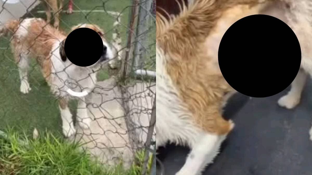 Guardería canina en Puebla enfrenta fuertes señalamientos por presunto maltrato y prácticas quirúrgicas irregulares