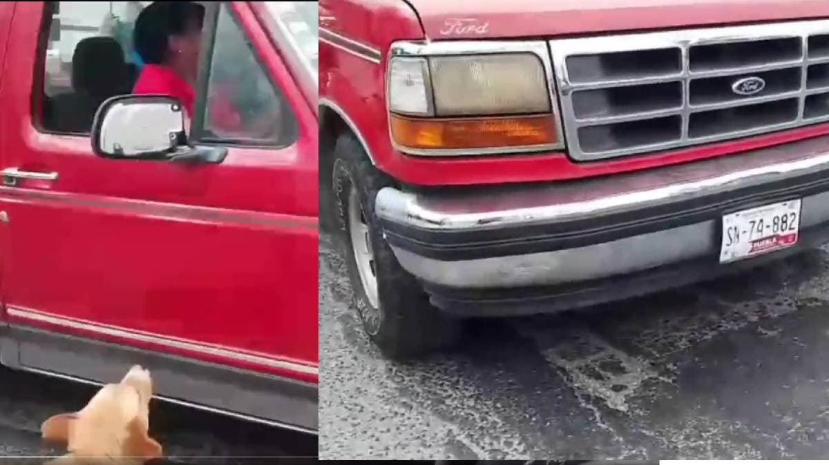 Perro herido corre tras la camioneta que lo abandonó en la carretera a Atlixco; indignación y llamado urgente a la conciencia