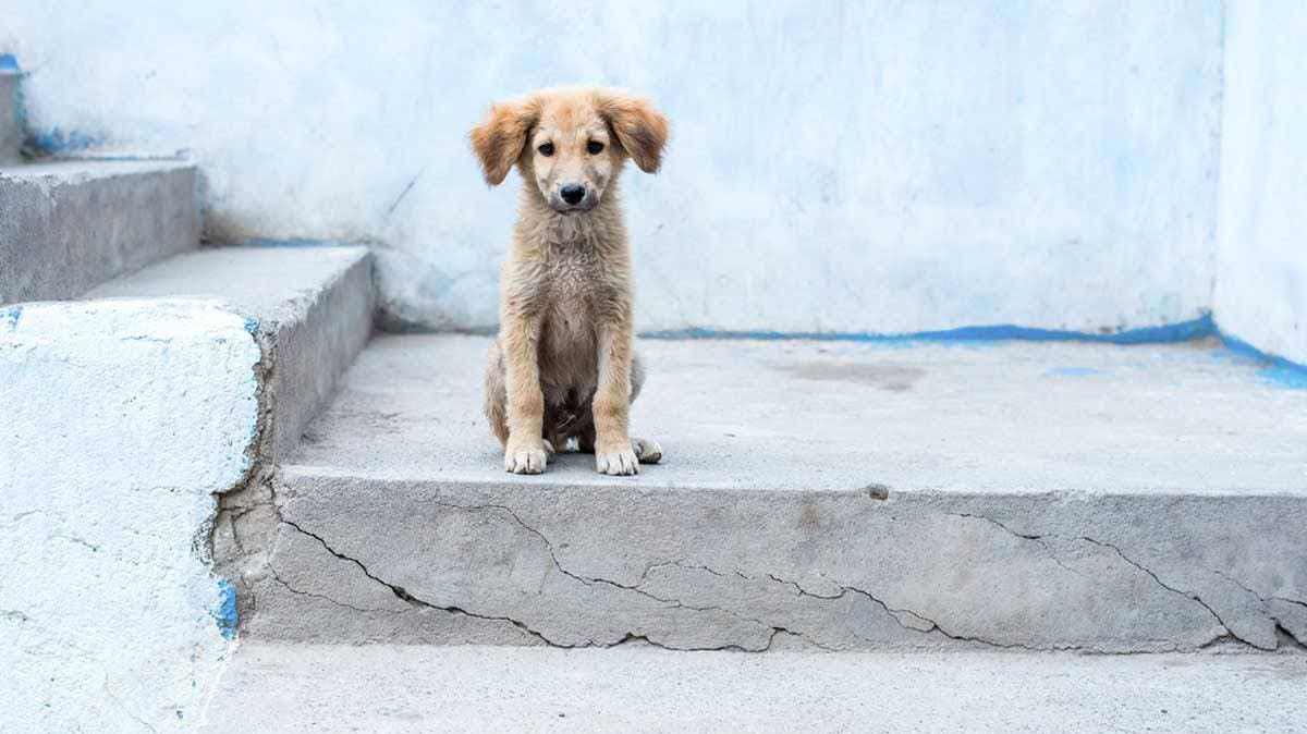 Preocupación en Ahuehuetitla por el envenenamiento masivo de perros y gatos; comunidad exige justicia y freno a la violencia contra animales