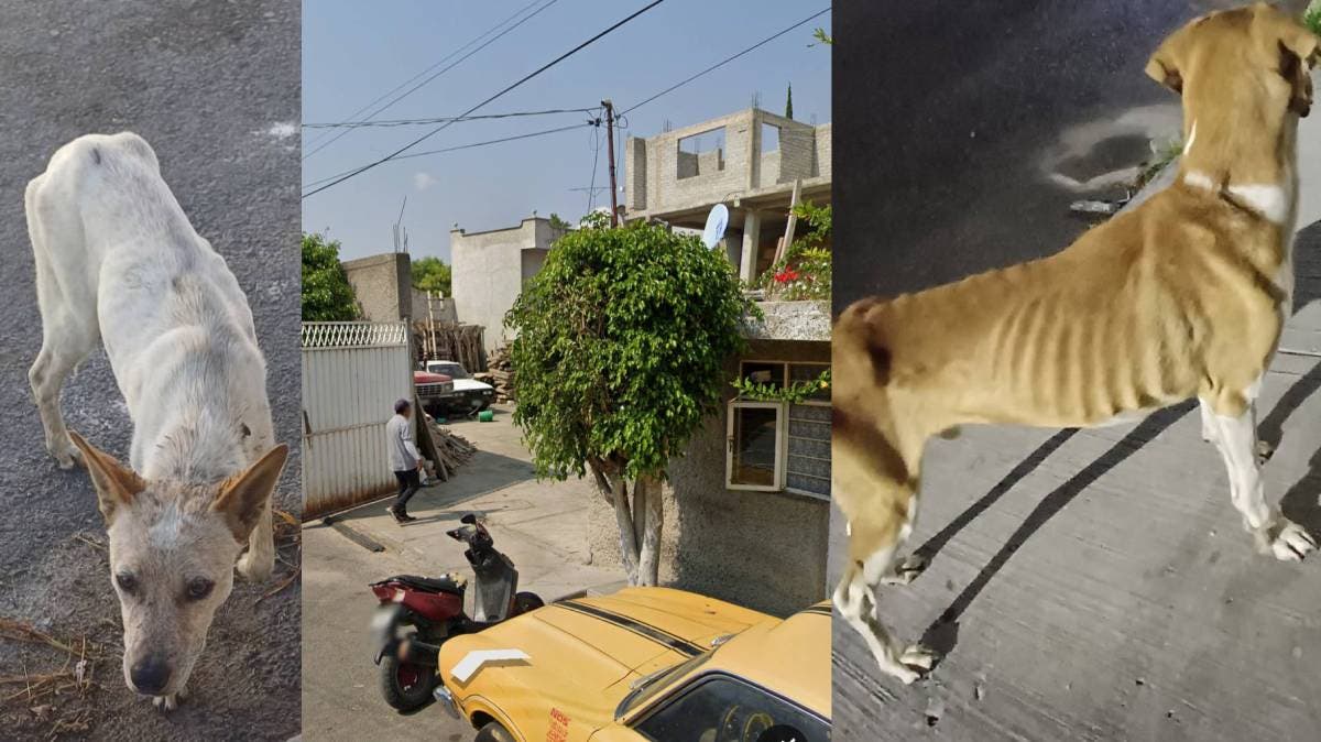 Crueldad en Puebla: denuncian maltrato de perros en colonia 3 de Mayo