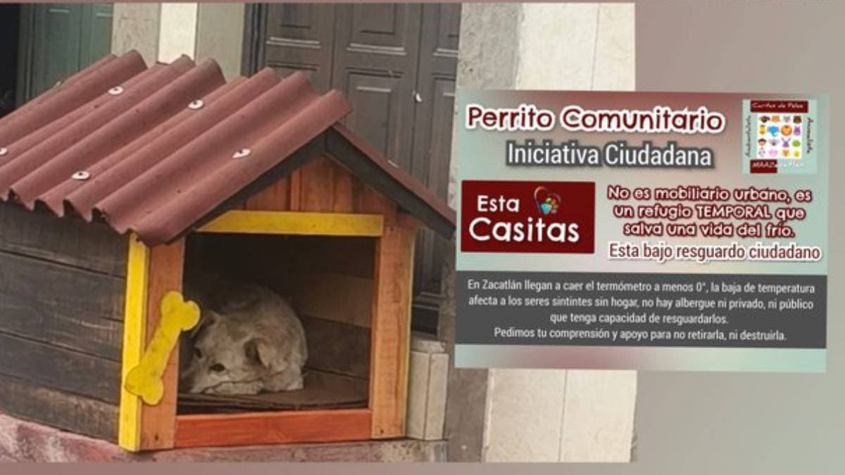 Zacatlán: ciudadanos levantan casitas para perritos comunitarios contra el frío