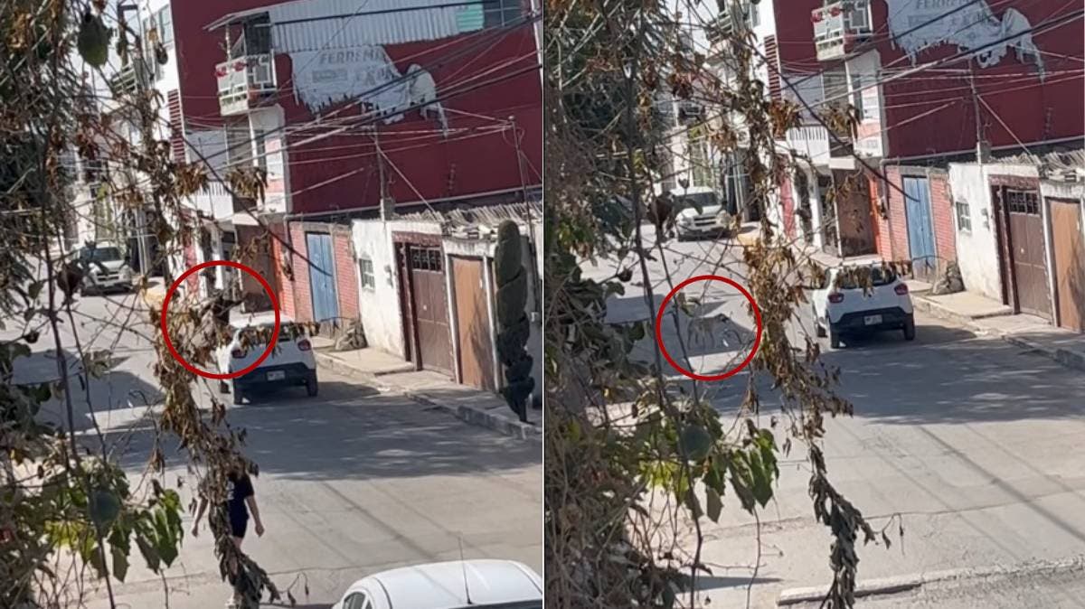 Automovilista abandona y agrede a perrito en Puebla; cámaras lo captan