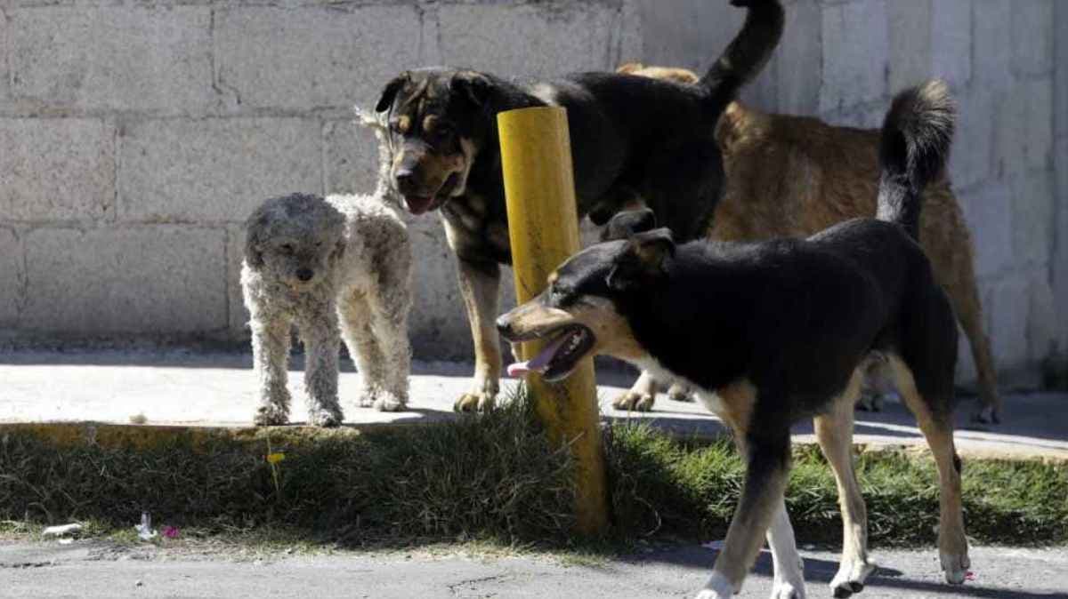 Alarmante envenenamiento masivo de perros sacude a San Martín Texmelucan; vecinos exigen acción inmediata