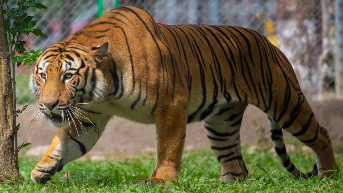 Animalia Xicotepec cierra de forma definitiva tras lluvias extremas que devastaron el zoológico
