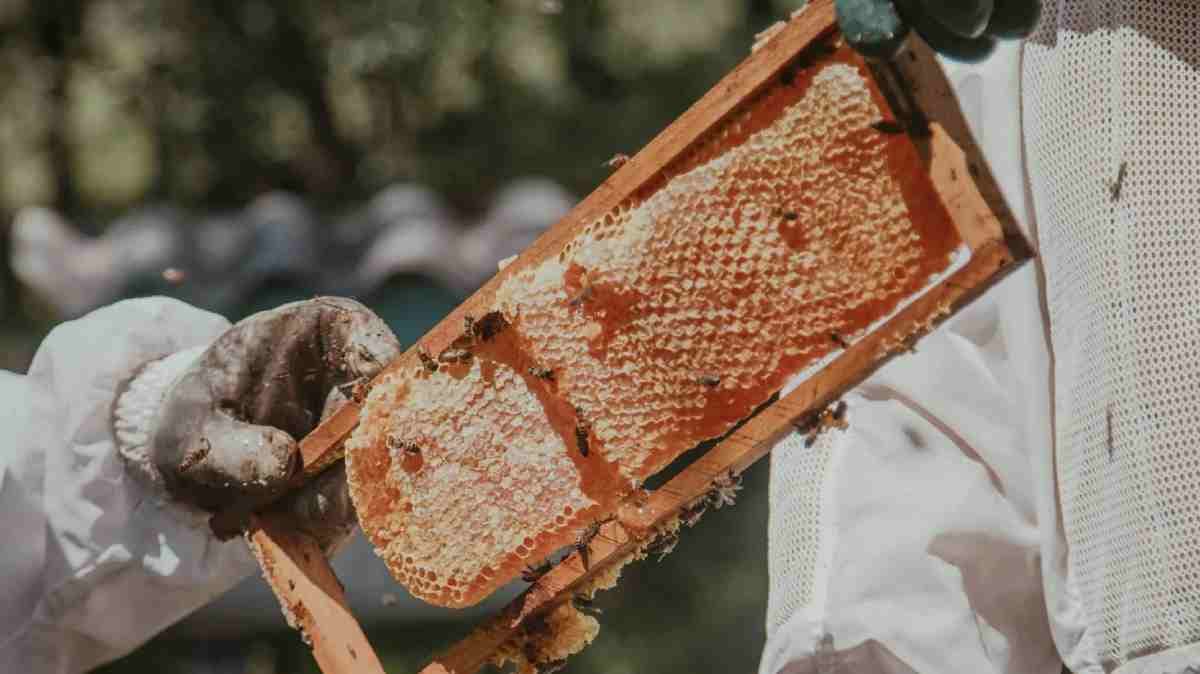 Robo de gran impacto en Juan C. Bonilla: ladrones se llevan 25 colmenas en la madrugada