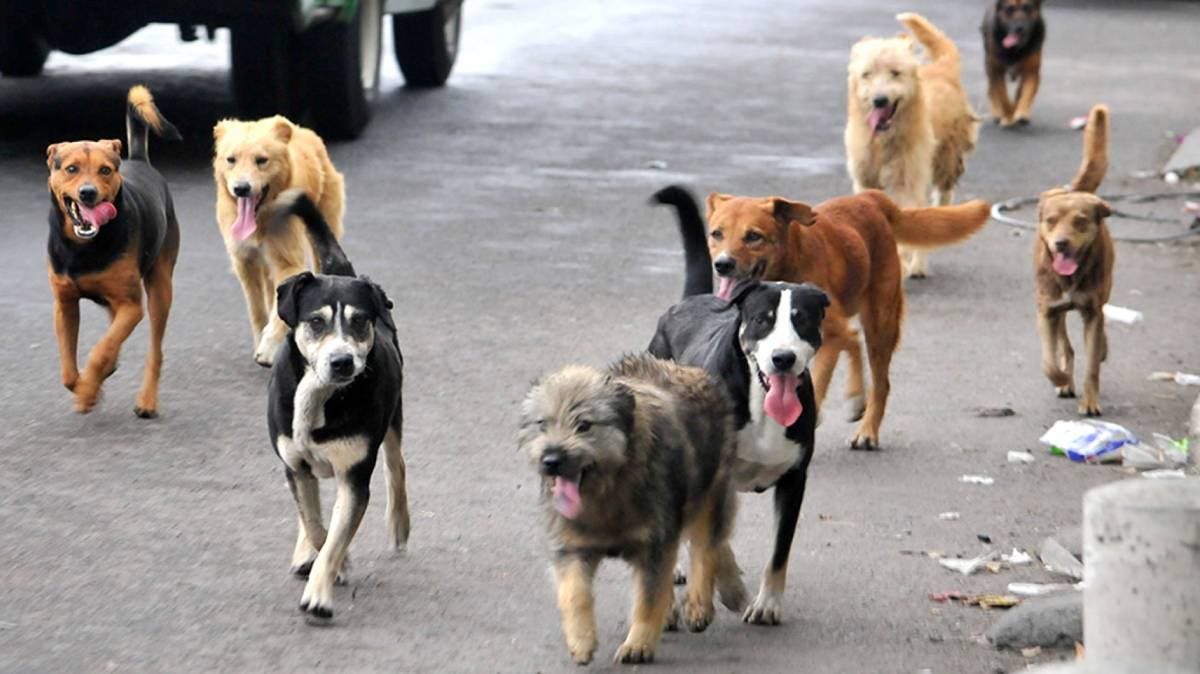 Pobladores alertan: gobierno de Tecamachalco planea eutanasiar perros callejeros