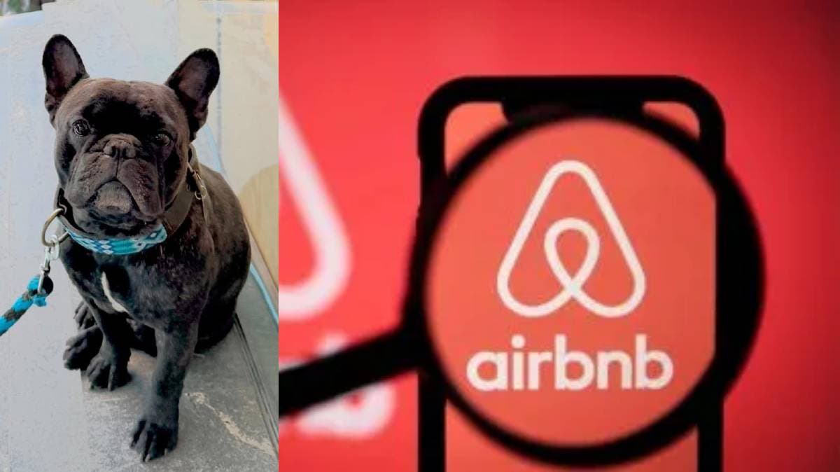 Delincuentes roban en Airbnb de Cholula y se llevan perrito: mujer pide ayuda