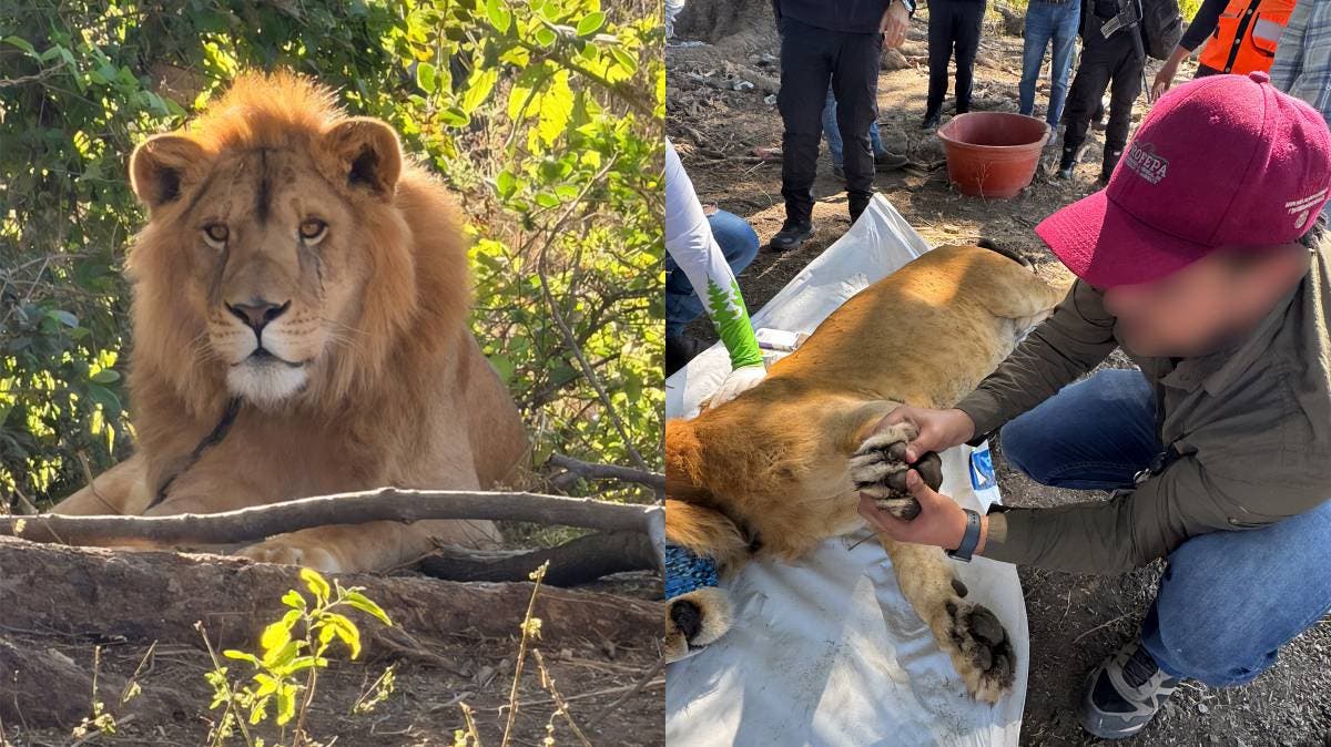 León es hallado encadenado y herido en un predio agrícola de Nayarit; autoridades ya lo resguardan