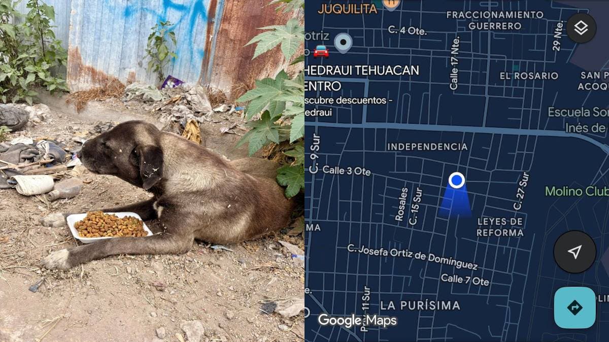Internautas claman ayuda para perrito enfermo en Tehuacán; vecinos temen por su vida