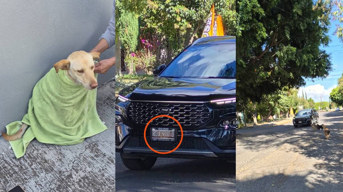 Indignación en Puebla: camioneta atropella a perrita en zona de Ciudad Judicial y conductora se retira sin auxiliarla