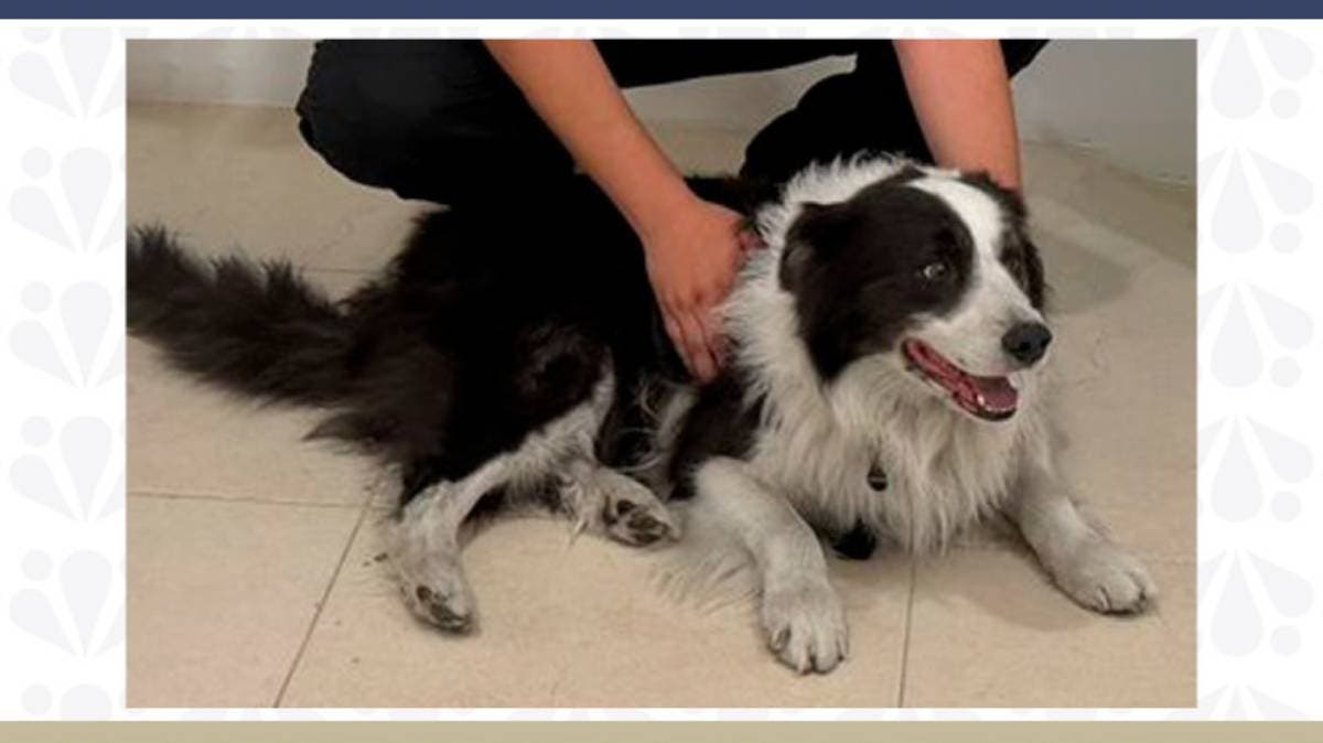 Recuperan camioneta robada a turistas en la Puebla–Orizaba y rescatan a perro Albus en Tecamachalco