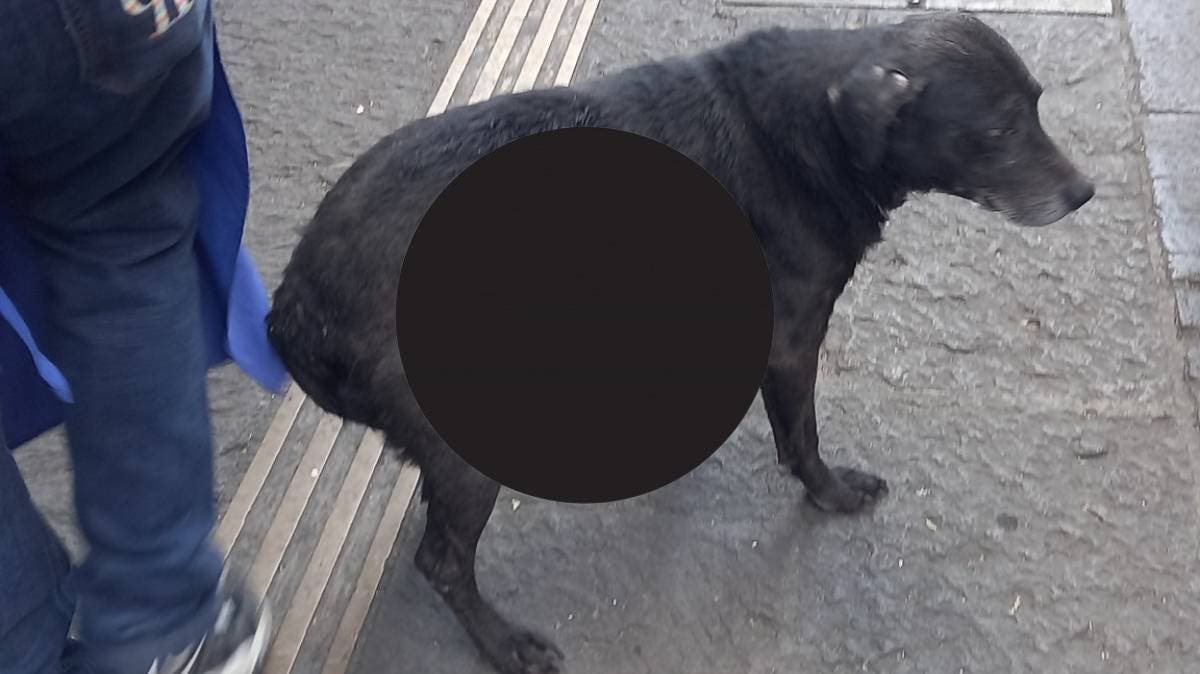 Piden rescate urgente para perrito en mal estado en el Centro Histórico de Puebla