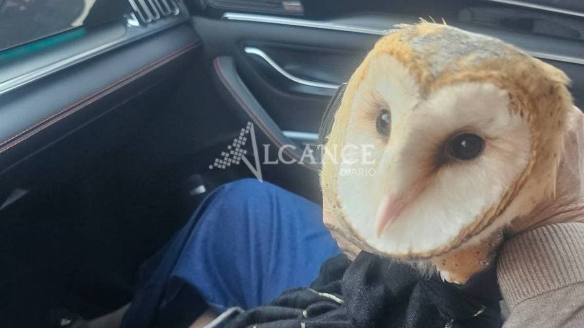 Rescatan lechuza herida en Lomas de Angelópolis; crece preocupación por posibles crías